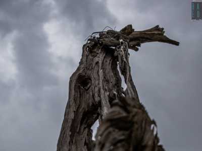Anch�esso secc� nel secolo scorso ma il suo tronco si erge ancora nodoso verso il cielo, quasi come se volesse raggiungere colui che l�ha miracolosamente piantato